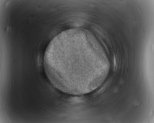 X0000087620236200705252009