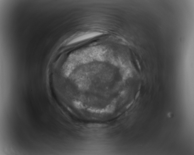 X0000087620242200705252008