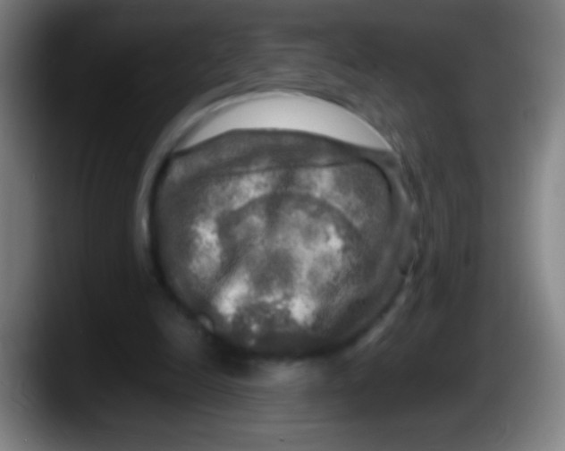 X0000087620246200705252008
