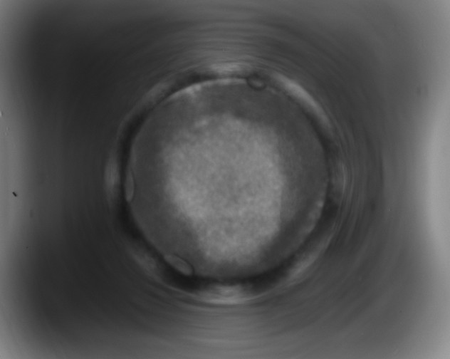 X0000087620260200705252008