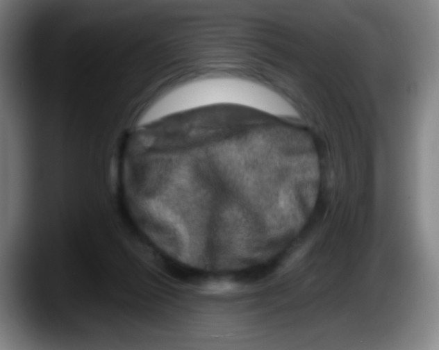 X0000087620262200705252008