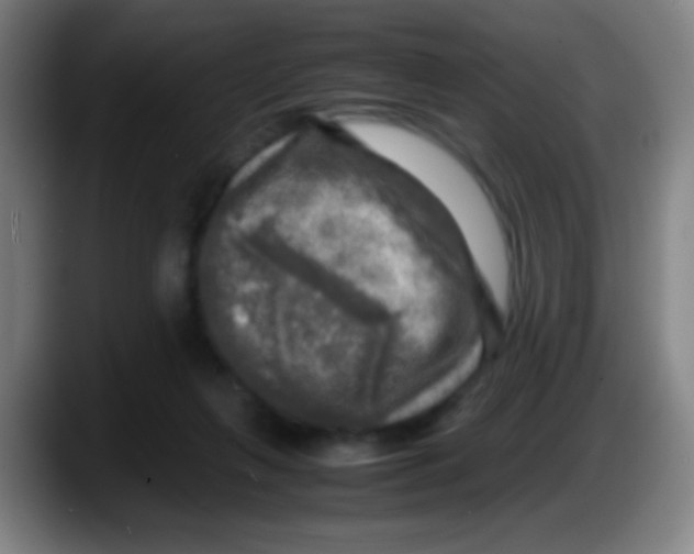 X0000087620263200705252008