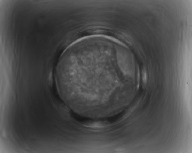 X0000087620267200705252008