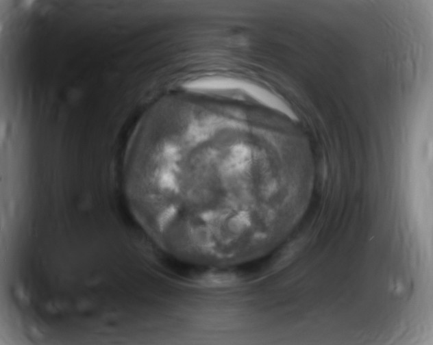 X0000087620270200705252008