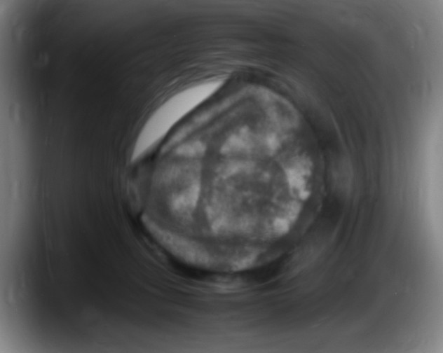 X0000087620275200705252009