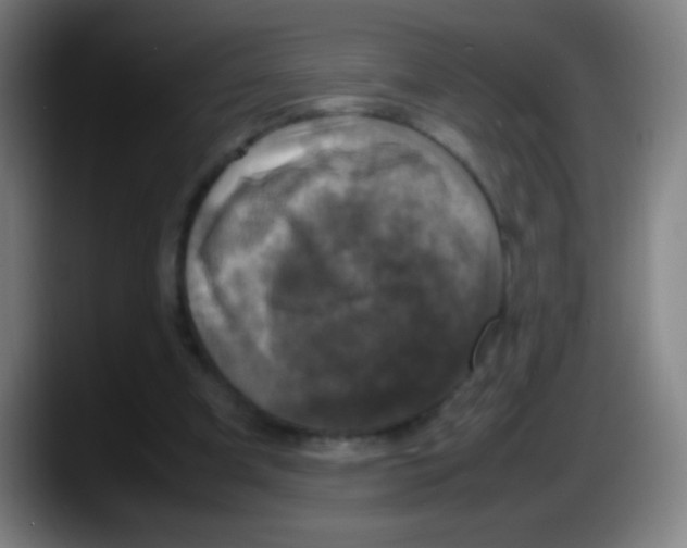 X0000087620297200705252008