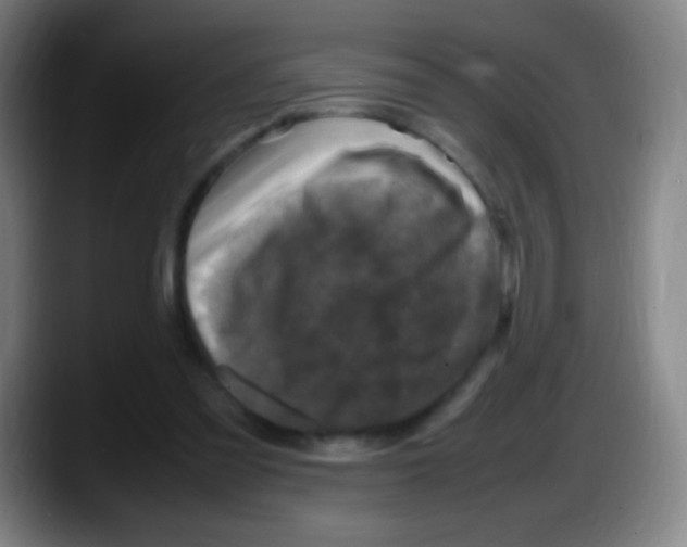 X0000087620301200705252008