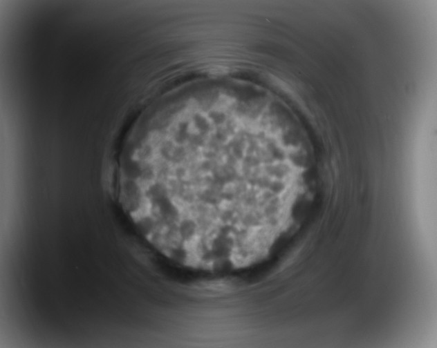 X0000087620307200705252008