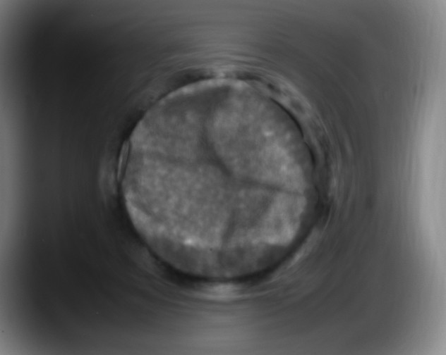 X0000087620313200705252008