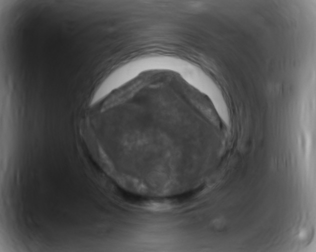 X0000087620317200705252008