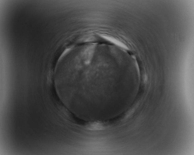 X0000087620325200705252008