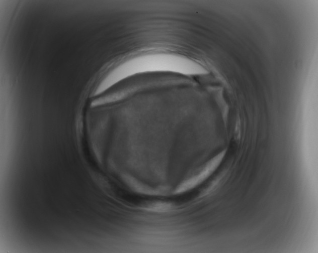X0000087620348200705252007
