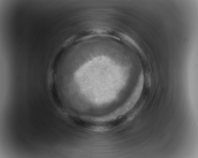 X0000087620356200705252007
