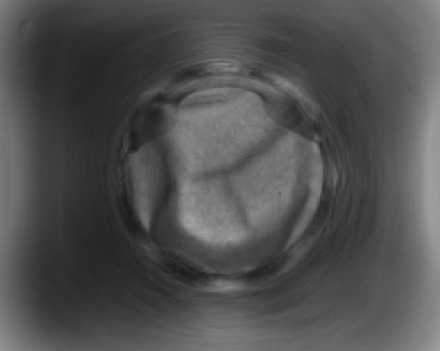 X0000087620360200705252007