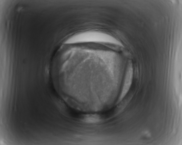 X0000087620363200705252007