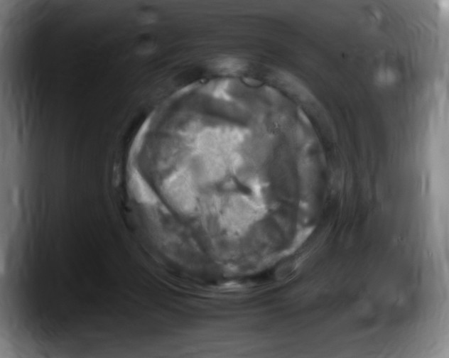 X0000087620365200705252007
