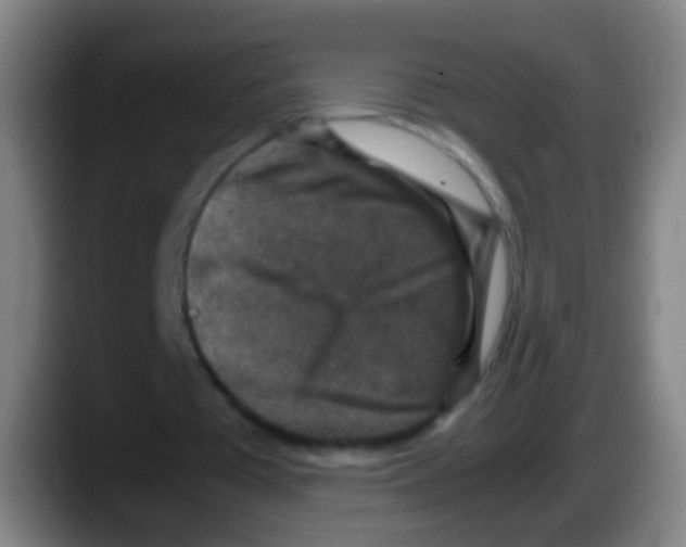 X0000087620385200705252007