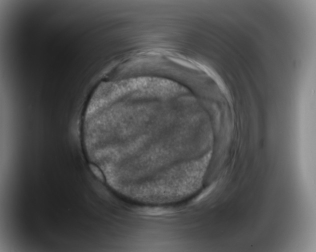 X0000087620389200705252007
