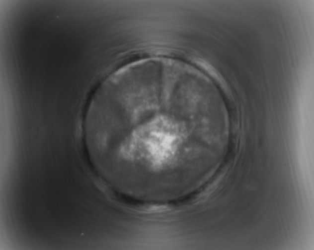 X0000087620401200705252006