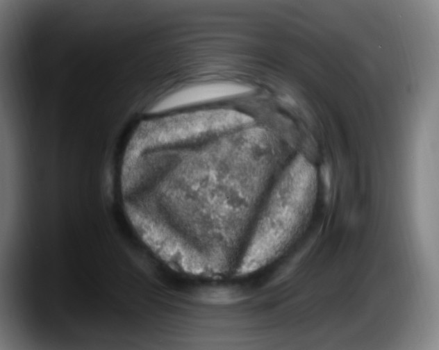 X0000087620404200705252006