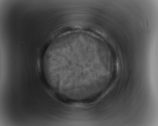 X0000087620408200705252006