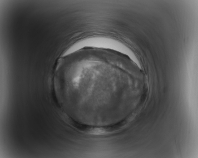 X0000087620409200705252006