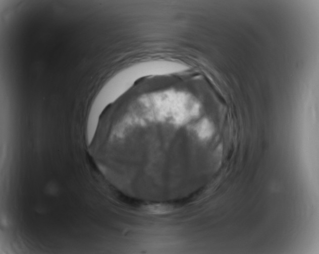 X0000087620417200705252006