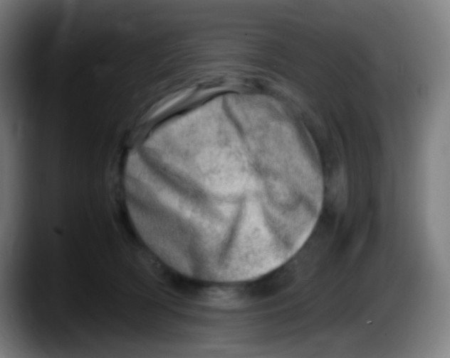X0000087620418200705252006