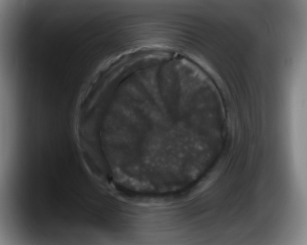 X0000087620434200705252005