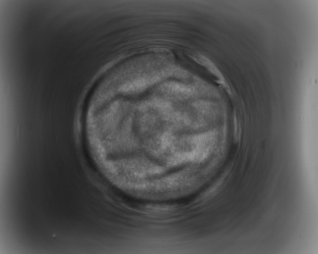 X0000087620435200705252005