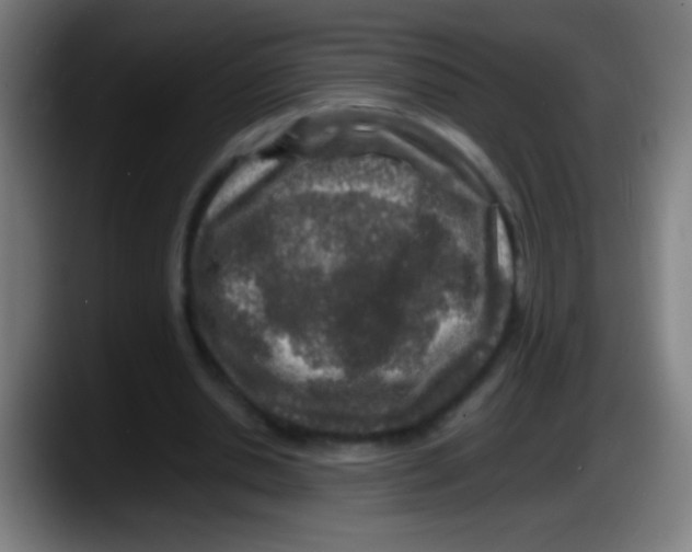 X0000087620438200705252005
