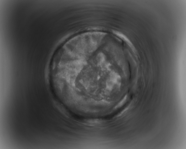 X0000087620439200705252006