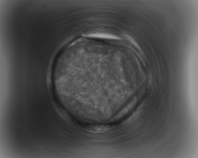 X0000087620443200705252006