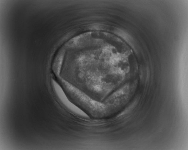 X0000087620445200705252006