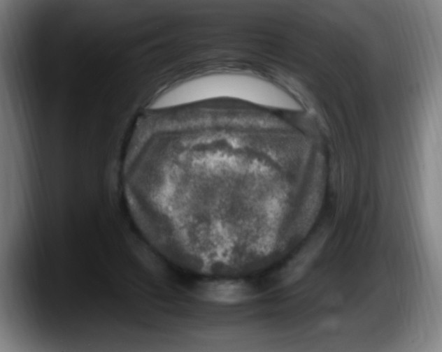 X0000087620449200705252006