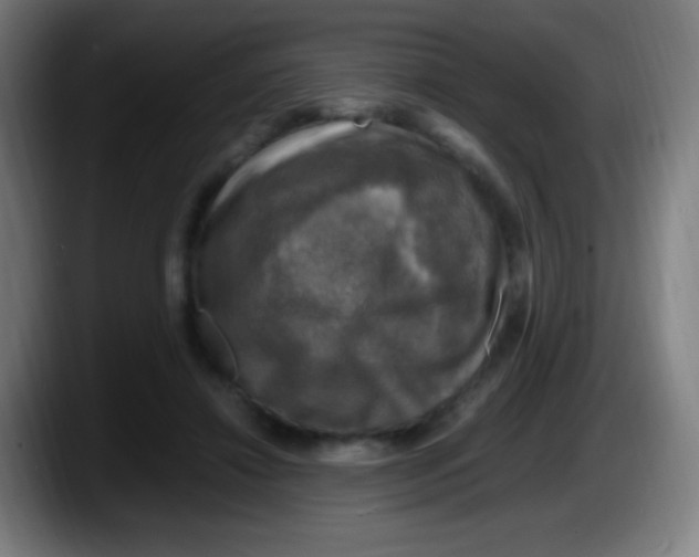 X0000087620452200705252006