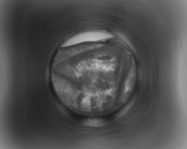 X0000087620453200705252006