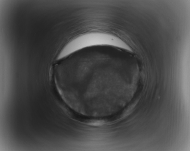 X0000087620458200705252006