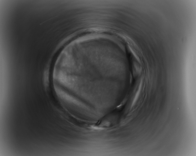 X0000087620484200705252005