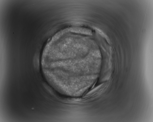 X0000087620493200705252005