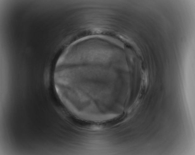 X0000087620496200705252005