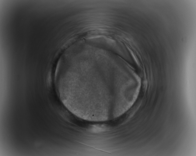 X0000087620508200705252005