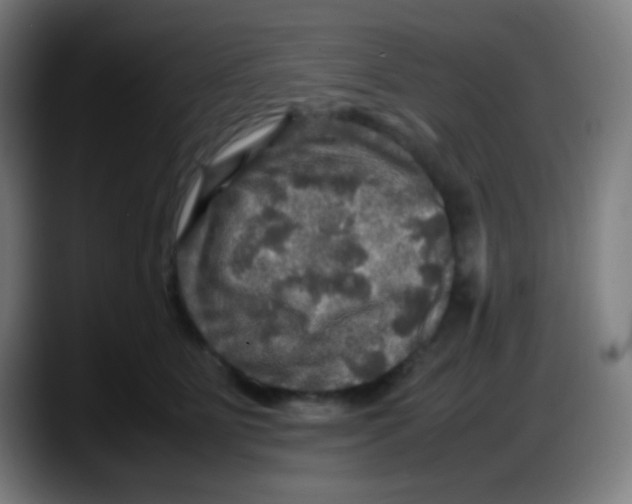 X0000087620515200705252005