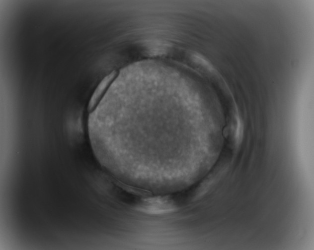 X0000087620516200705252005