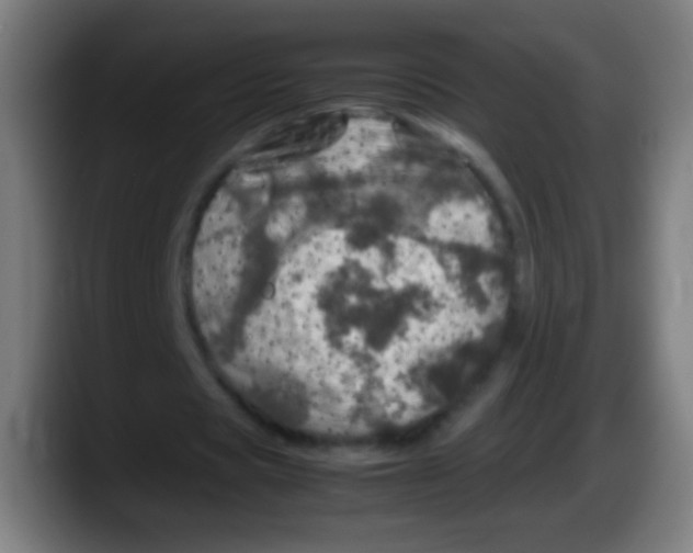 X0000087620529200705252004