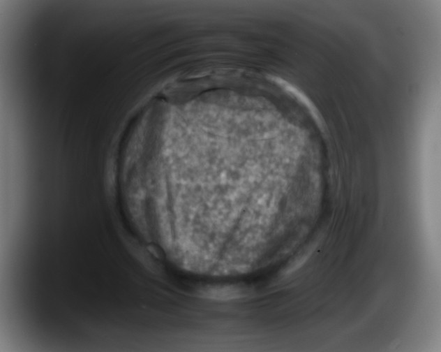 X0000087620533200705252004