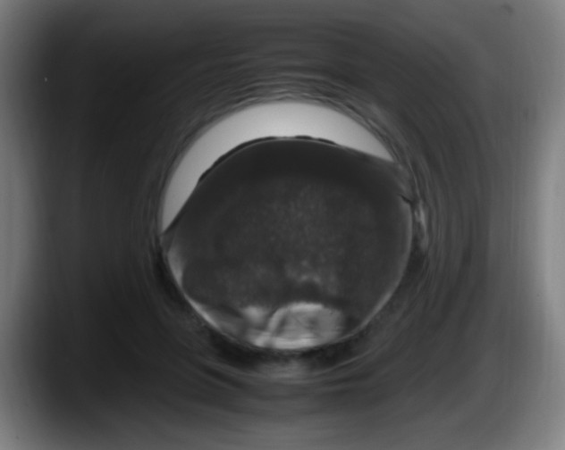 X0000087620551200705252004