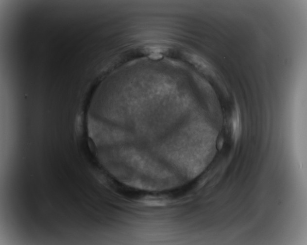 X0000087620556200705252005