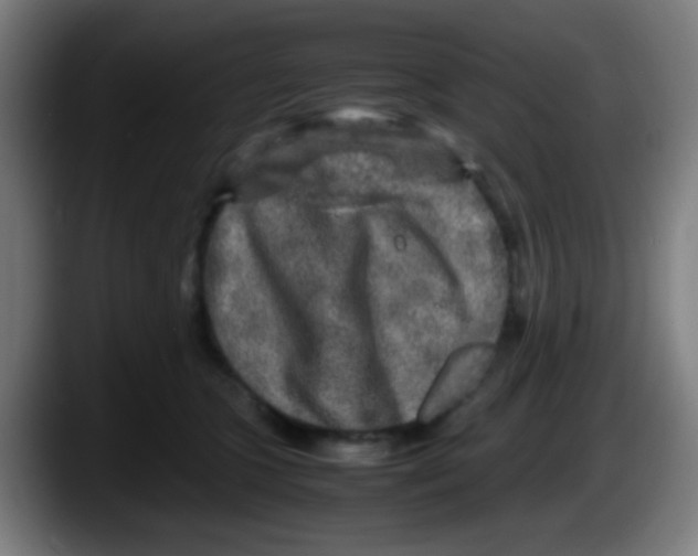 X0000087620563200705252005