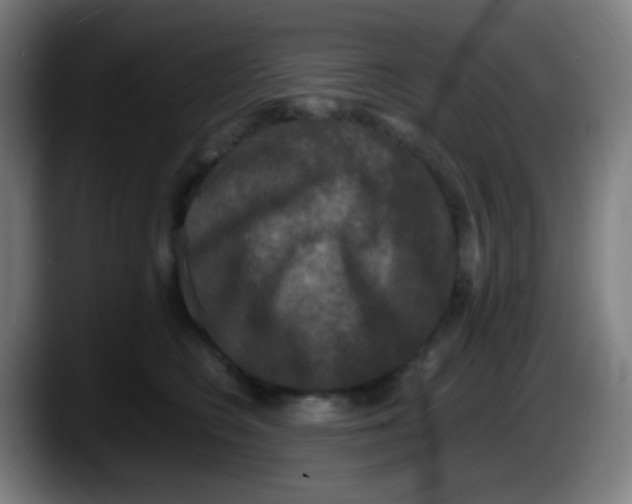 X0000087620566200705252005